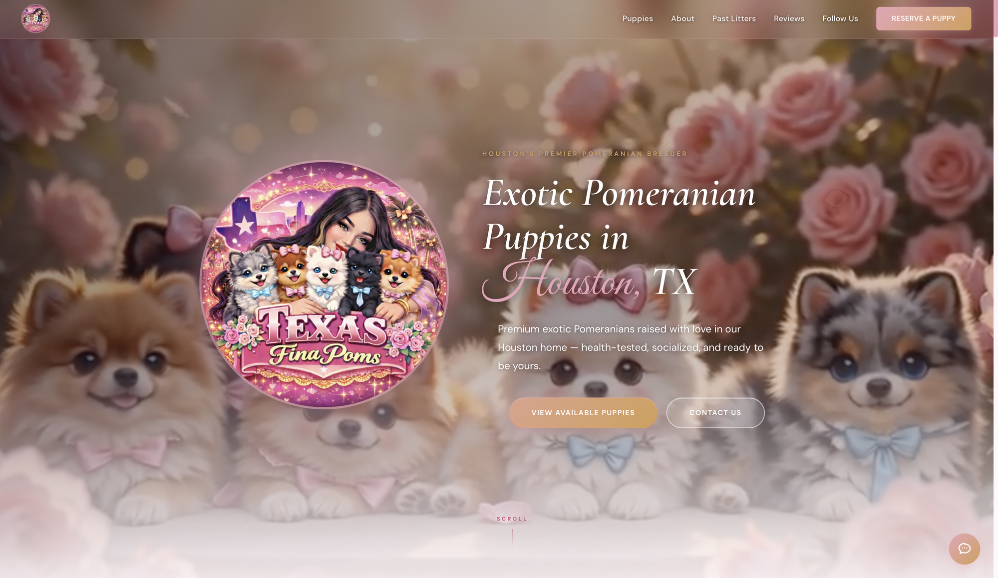 Texas Fina Poms website hero